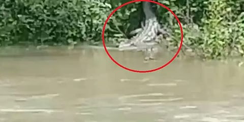 திருச்சி: திருவெறும்பூர் கவுற்றாற்று கரைகளில் முதலை நடமாட்டம் - அச்சத்தில் பொதுமக்கள்