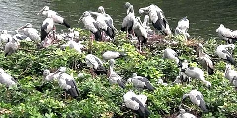 செங்கல்பட்டு: நிரம்பிய நீர் நிலைகள்; வேடந்தாங்கல் சரணாலயத்தில் குவிந்த வெளிநாட்டு பறவைகள்