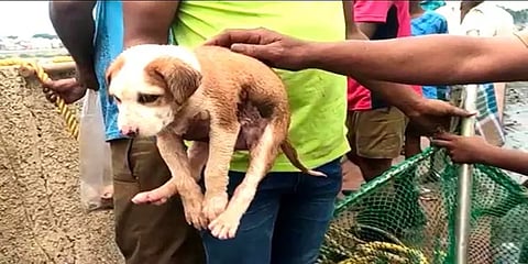 மதுரை: குட்டியுடன் வைகை ஆற்று வெள்ளத்தில் சிக்கிய நாய்: குட்டியை மீட்ட தீயணைப்பு வீரர்கள்