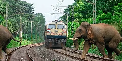 கடந்த 10 ஆண்டுகளில் 1,160 யானைகள் உயிரிழப்பு - அதிர்ச்சியளிக்கும் ரிப்போர்ட்