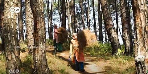 Eco India: பைன் மர இலைகளை சேகரிப்பதற்கும் காட்டுத்தீக்கும் என்ன தொடர்பு?