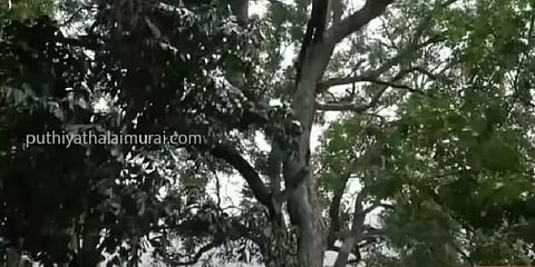 அழியும் ஈட்டி மரங்கள்; பாதுகாக்க முயற்சிக்கும் அறிவியலாளர்கள்