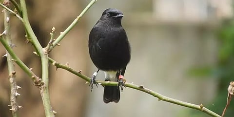 கொடைக்கானல்: கால்களில் குறியீடு வளையங்களுடன் மலைப்பகுதியில் வலம் வரும் குருவிகள்