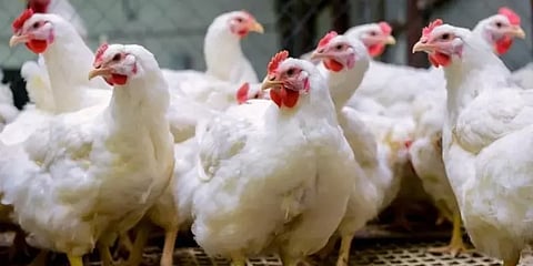 பறவைக் காய்ச்சல் அச்சம் முதல் சபரிமலை சீசன் வரை... மந்தமாகும் கோழி இறைச்சி விற்பனை