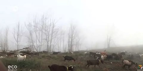 Eco India: காட்டுத்தீயை தடுக்க உதவும் ஆடுகள்... எப்படி தெரியுமா?