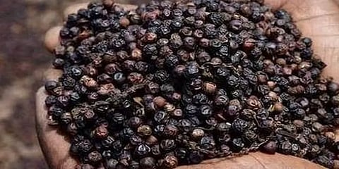 இடுக்கியில் மிளகு விலை தொடர்ந்து அதிகரிப்பு - விவசாயிகள் மகிழ்ச்சி