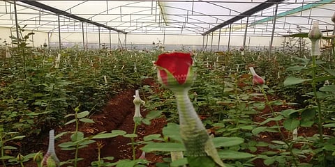 ஓசூர்: அலங்காரப் பூக்களின் விலை பல மடங்கு உயர்வு; விவசாயிகள் மகிழ்ச்சி