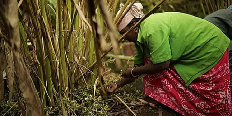 இடுக்கியில் ஏற்றம் பெறாத ஏலக்காய் விலை... வேதனையில் விவசாயிகள்!