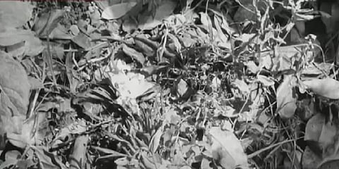 கொடைக்கானல்: தீயில் கருகிய நிலையில் மீட்கப்பட்ட 9 வயது சிறுமி - உறவினர்கள் போராட்டம்