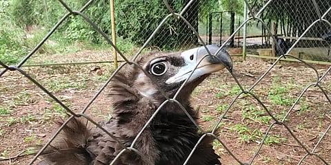 கன்னியாகுமரி: காயத்தில் இருந்து மீண்ட அரிய வகை சினேரியஸ் கழுகை விடுவிக்க கோரிக்கை