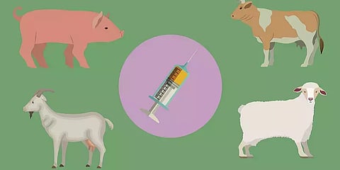 ”மத்திய அரசு போதியளவு கோமாரி நோய் தடுப்பூசியை தரவில்லை”- அமைச்சர் அனிதா ராதாகிருஷ்ணன்