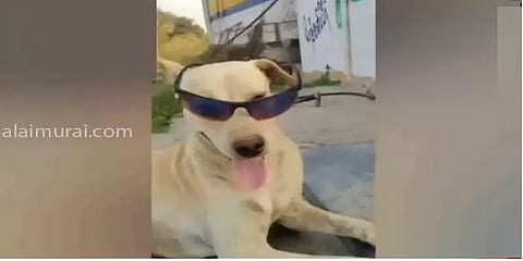 அரியலூர்: வளர்ப்பு நாய்க்காக உரிமையாளரின் பாசப் போராட்டம்