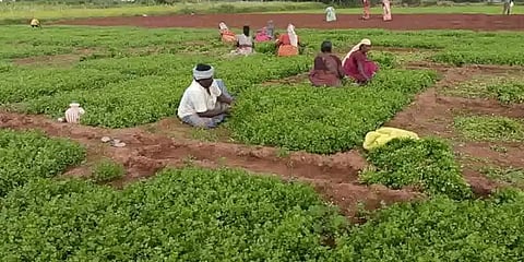 கொத்தமல்லி விளைச்சல் அமோகம்: விலை வீழ்ச்சி