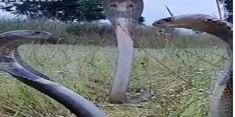 தாக்கலாமா? வேணாமா? - நாகப்பாம்புகளின் 'ஃபேஸ்ஆஃப்' வைரலாகும் வீடியோ!