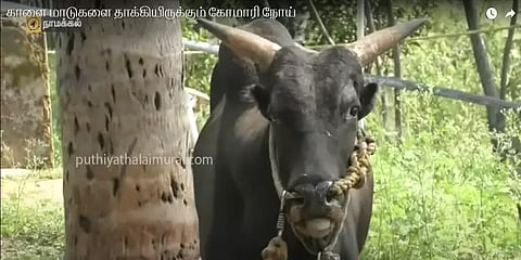 நெருங்கும் பொங்கல் பண்டிகை - ஜல்லிக்கட்டு காளைகளை தாக்கும் கோமாரி நோய்