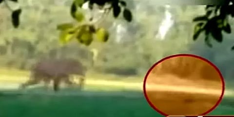 அசாம்: இளைஞரை துரத்தி தாக்கிய காட்டு யானை; வெளியான காட்சி