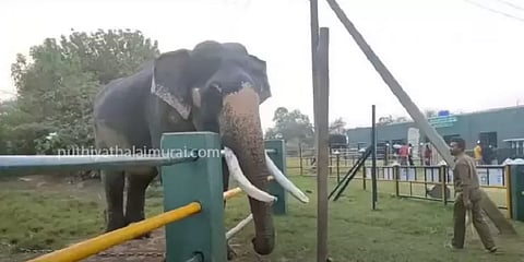 நீலகிரி: யானை சேரனுக்கு மீண்டும் கண் பார்வை கிடைத்தது