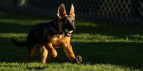 அதிபர் ஜோ பைடனுக்கு பரிசாக அளிக்கப்பட்ட நாய்க்குட்டி