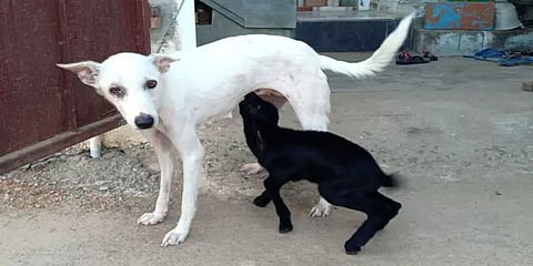 பசியால் பரிதவித்த ஆட்டுக்குட்டி: பாலூட்டி பசியாற்றும் நாய் - ஆச்சரியத்தில் மக்கள்