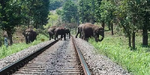 ரயிலில் அடிபட்டு யானைகள் பலியாவதை தடுக்க அதிநவீன தெர்மல் ஸ்கேனிங் கேமராக்கள் - நீதிமன்றம்