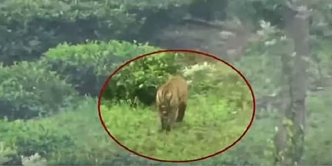 T23 புலி நல்ல உடல் நலத்துடன் உள்ளது - தமிழக வன அதிகாரி தகவல்