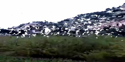 கிருஷ்ணகிரி: பறவைகள் சரணாலயமாக மாறிய சின்னேரி - ஏரியை சுத்தப்படுத்த ஆர்வலர்கள் கோரிக்கை