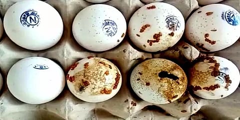 குளித்தலை: அரசு தொடக்கப்பள்ளி குழந்தைகளுக்கு வழங்கிய உணவில் அழுகிய முட்டைகள்