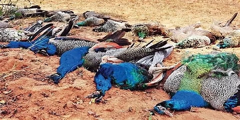 துறையூர்: ஆற்றுப்பகுதியில் இறந்து கிடந்த மயில்கள் - காவல்துறை தீவிர விசாரணை