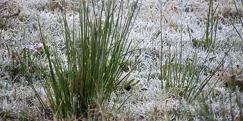 முன்பனி காலம் கடந்து உச்சகட்ட உறை பனி காலத்துக்கு தயாராகும் கொடைக்கானல்