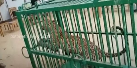 லக்னோ: 3 நாள் போராட்டத்திற்குப்பின் சிக்கிய சிறுத்தை