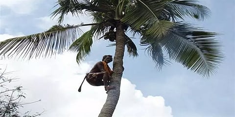 தென்னை மரம் ஏறுபவர்களுக்கு ரூ.5 லட்சம் மதிப்பில் காப்பீட்டுத் திட்டம்