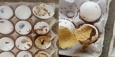 சத்துணவில் தரமற்ற முட்டைகள் வழங்கப்படவில்லை: தமிழக அரசு