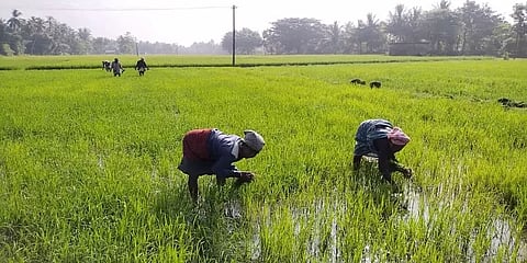 திருவாரூர்: வயல்களில் பாட்டு பாடிக்கொண்டே களை எடுக்கும் பெண்கள்