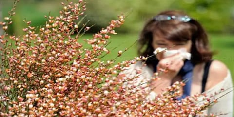 மகரந்த செறிவில் காற்று மாசுபடுத்திகள் தாக்கத்தை ஏற்படுத்துகின்றன - ஆய்வறிக்கையில் தகவல்