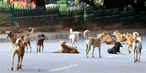 ”தெரு நாய்களின் அராஜகத்தை தடுக்க, அவற்றை தத்தெடுக்க வேண்டும்”- ராதாகிருஷ்ணன் பேட்டி