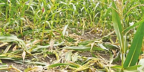 கடலூர்: விளைநிலங்களை சேதப்படுத்தும் காட்டுப் பன்றிகள் - விவசாயிகள் கவலை