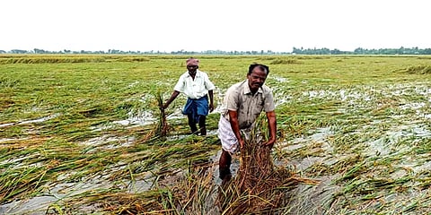 தொடர் மழையால் அறுவடைக்கு தயாராக இருந்த 1000 ஏக்கர் சம்பா பயிர்கள் சேதம்: விவசாயிகள் வேதனை