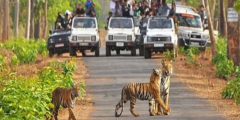 முதுமலை வனப்பகுதியில் புலிகளை கண்டு மகிழ்ந்த சுற்றுலாப் பயணிகள்