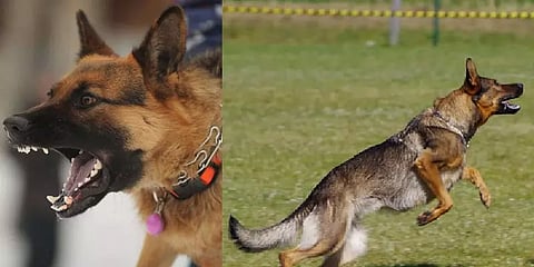 சிறுமியை நாய் கடித்த சம்பவத்தில் நாயின் உரிமையாளர் ஜாமீனில் விடுவிப்பு