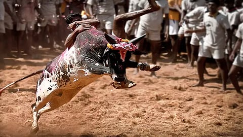 Jallikattu