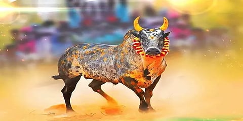 ஜல்லிக்கட்டு போட்டிகளை நடத்துவது குறித்து ஆலோசனை