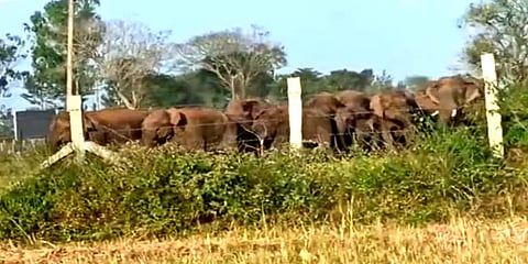 ஊருக்குள் புகுந்து விளைநிலங்களை சேதப்படுத்திய காட்டுயானை கூட்டம்