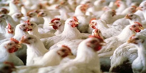 கேரளாவிலிருந்து கோழிகள், வாத்துகள், முட்டைகளை கொண்டுவர தடை