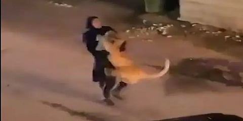 சிங்கத்தை அலேக்காக தூக்கிச் சென்ற பெண் - வைரல் வீடியோ