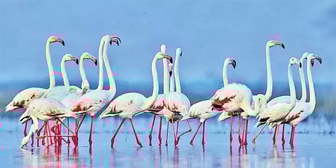 கட்ச் பாலைவனத்தில் ட்ரோன் மூலம் படம் பிடிக்கப்பட்ட ஃபிளமிங்கோ பறவைகளின் கூடுகள்!