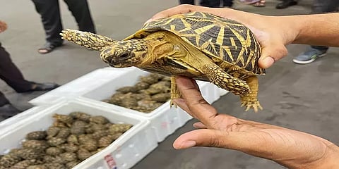 மலேசியாவுக்கு கடத்த இருந்த 1364 நட்சத்திர ஆமைகள் சென்னை விமான நிலையத்தில் பறிமுதல்