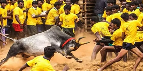 மதுரை அவனியாபுரம் ஜல்லிக்கட்டு போட்டி: வாடிவாசல் அமைக்கும் பணி தீவிரம்