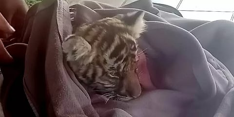 15 மாத ‘தேக்கடி’ புலிக்குட்டிக்கு கண்புரை நோய்; அமெரிக்காவிலிருந்து கொண்டுவரப்பட்ட மருந்து