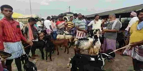 கடலூர்: பொங்கல் பண்டிகையையொட்டி ரூ. 3 கோடிக்கு விற்பனையான ஆடுகள்