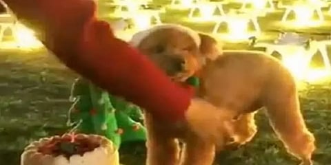 சீனாவில் செல்ல நாயின் பிறந்தநாளுக்கு 11 லட்சம் செலவழித்த பெண்